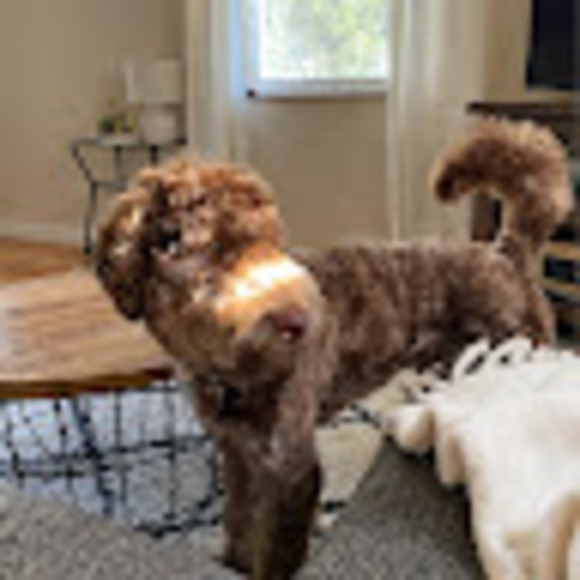 Meet your Posher, Bailey - Picture 1 of 1